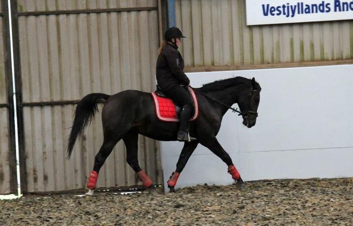 Anden særlig race Himmelhest Nightwish *DRØMMEHESTEN* - Taget af CHS photo billede 8