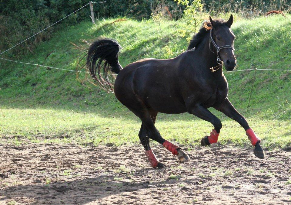Anden særlig race Himmelhest Nightwish *DRØMMEHESTEN* - Taget af CHS Photo 21 sep. 2012 billede 10