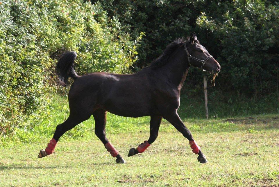 Anden særlig race Himmelhest Nightwish *DRØMMEHESTEN* - Taget af chs photo billede 11