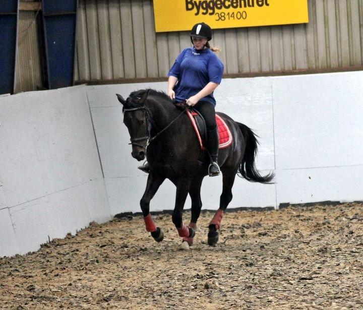 Anden særlig race Himmelhest Nightwish *DRØMMEHESTEN* - Taget af Baunfoto billede 7