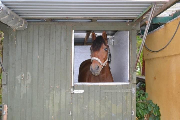 Welsh Partbred (Sec F) Got2Bee - Hygger i sin nye boks! 
 billede 11