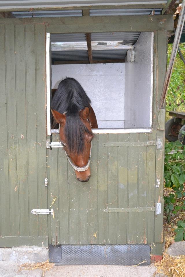 Welsh Partbred (Sec F) Got2Bee billede 12