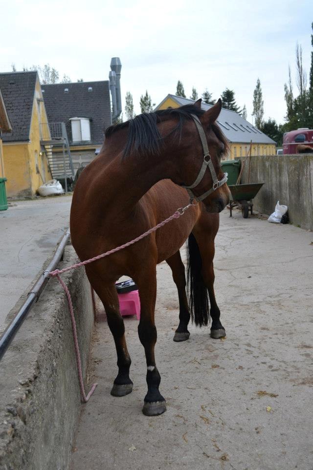 Welsh Partbred (Sec F) Got2Bee billede 13