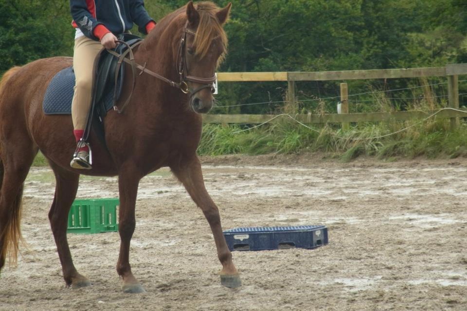 Welsh Pony (sec B) Låddenhøjs Nurit - 22/9.  billede 10