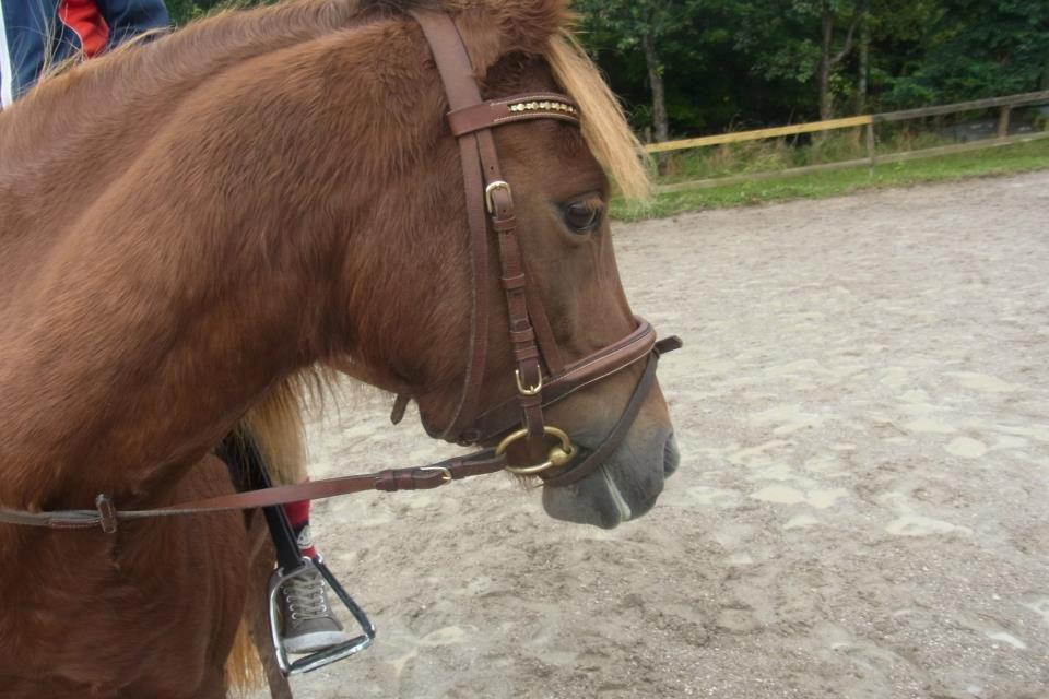 Welsh Pony (sec B) Låddenhøjs Nurit - Søøøøøde Nurit billede 12