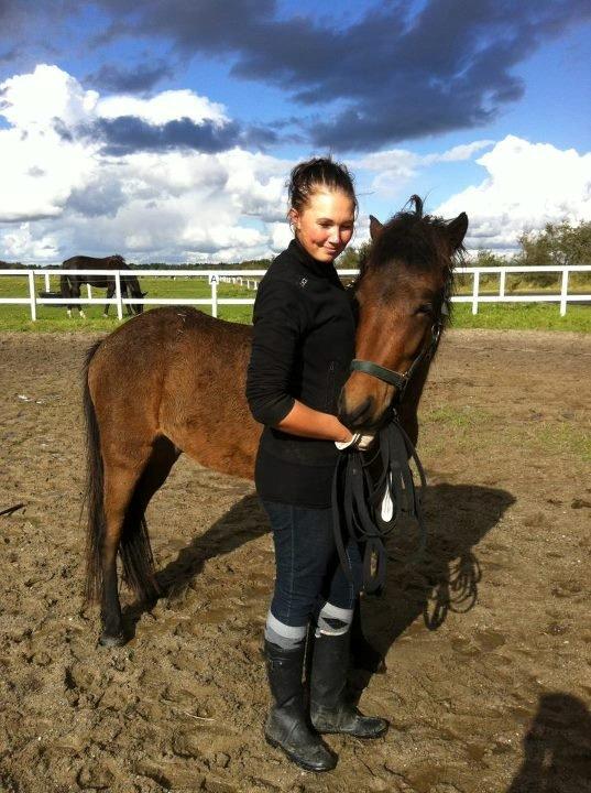 Islænder Gandur fra Heden billede 11