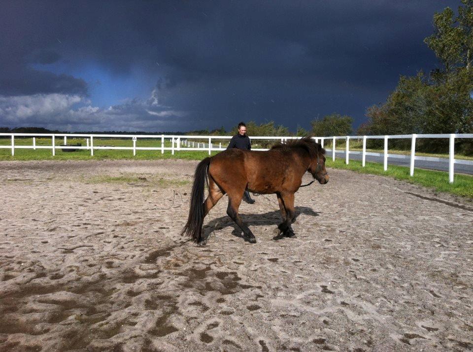 Islænder Gandur fra Heden billede 12