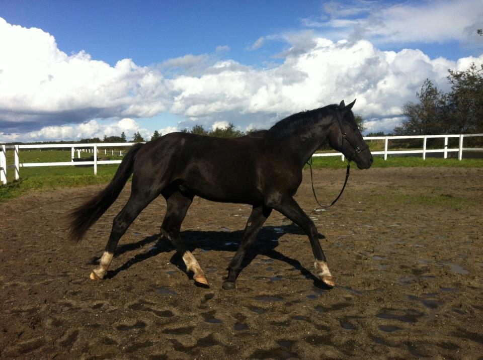 Anden særlig race Colardo billede 20