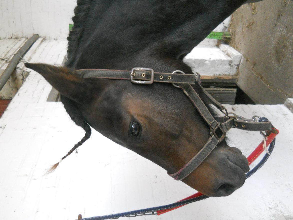 New Forest Elmholts Maritza <3  (Ritten) - .. Og så fin :* billede 14