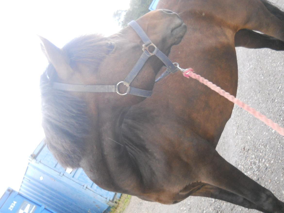 New Forest Elmholts Maritza <3  (Ritten) billede 15