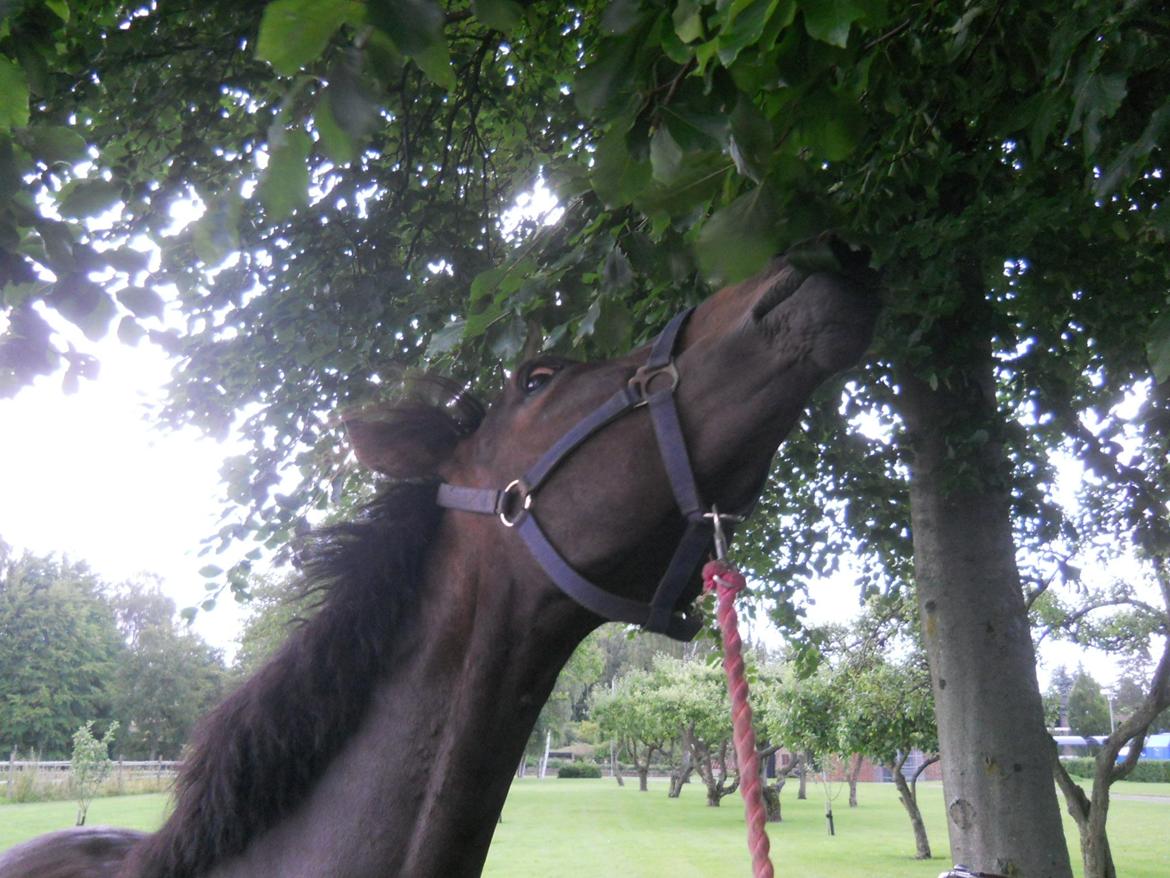 New Forest Elmholts Maritza <3  (Ritten) billede 16