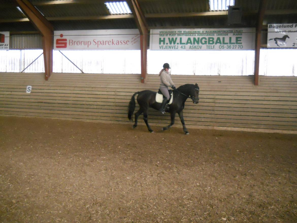 New Forest Elmholts Maritza <3  (Ritten) - Dygtig er hun blevet, efter vi er kommet på Efterskole :D<3 billede 17