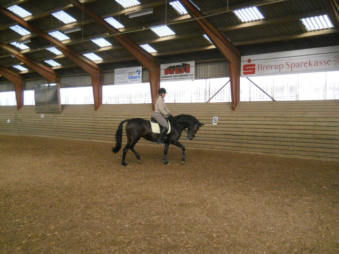 New Forest Elmholts Maritza <3  (Ritten) billede 18