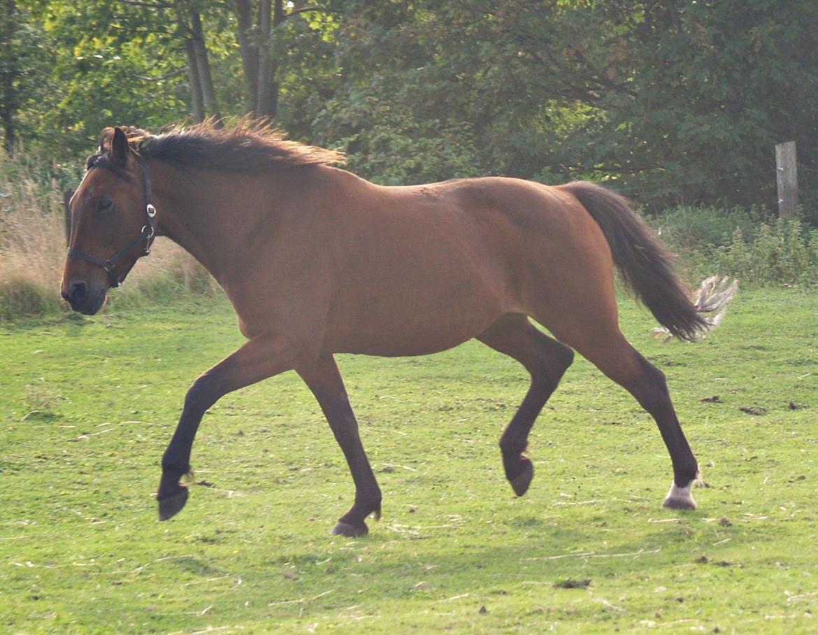 Traver Condi Crown  'Mit livs lys' <3 billede 14