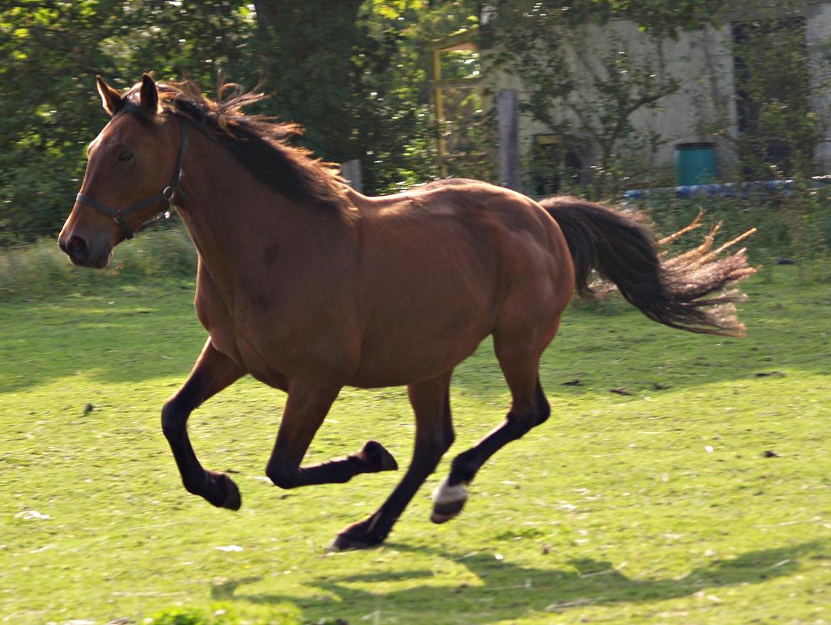 Traver Condi Crown  'Mit livs lys' <3 billede 15