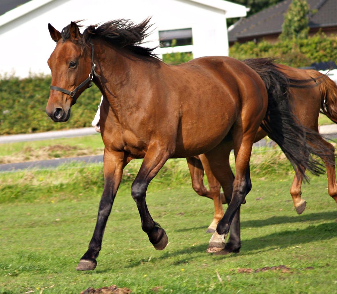 Traver Condi Crown  'Mit livs lys' <3 - Velkommen til Condi's profil! <3 billede 1