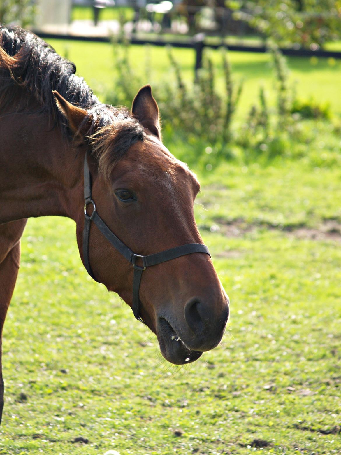 Traver Condi Crown  'Mit livs lys' <3 billede 16