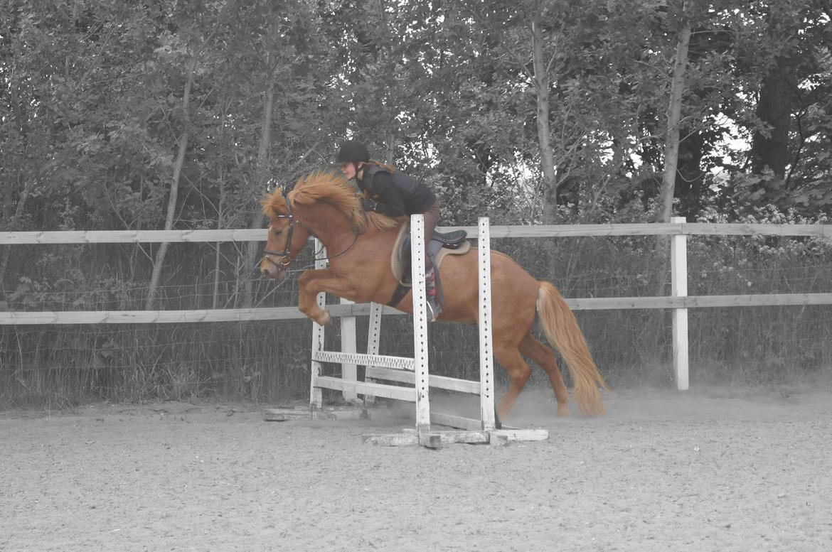 Islænder Drengür - Min stjerne<3
~Foto~ Inger billede 28