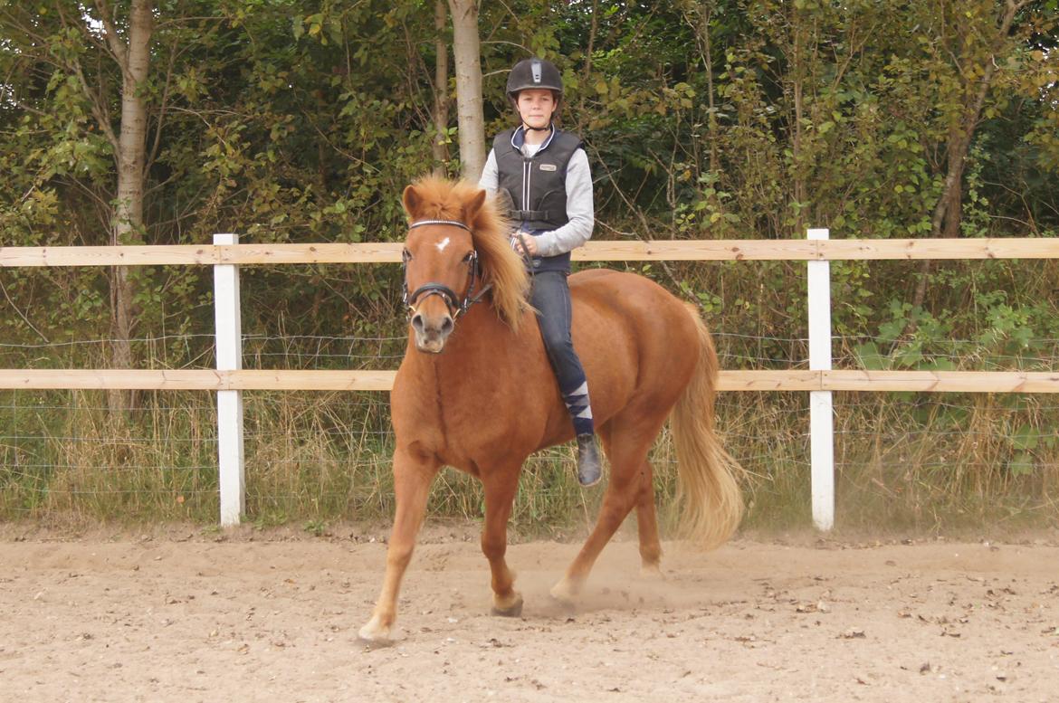 Islænder Drengür - I love you
2 day
2 morrow
4 ever!! <3
~Foto~ Inger billede 18