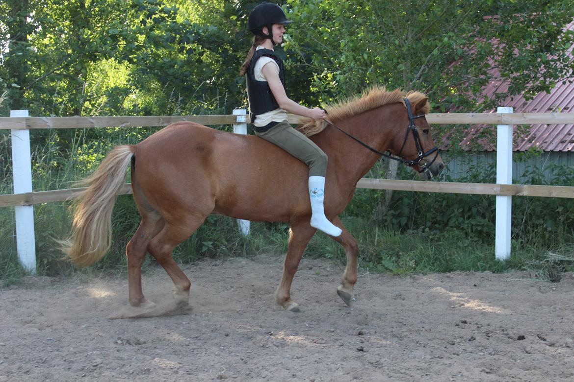 Islænder Drengür - Hygge :* 
~Foto~ Signe <3 billede 12