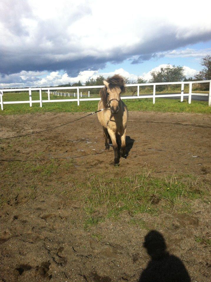 Islænder Disa fra Bøgvad billede 18