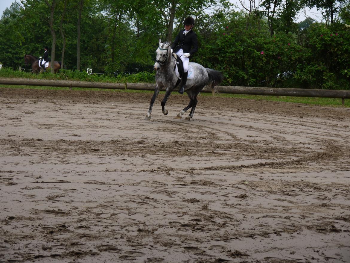 Anden særlig race Armani - B-pony - Han flyver afsted på et ben ;-) billede 19