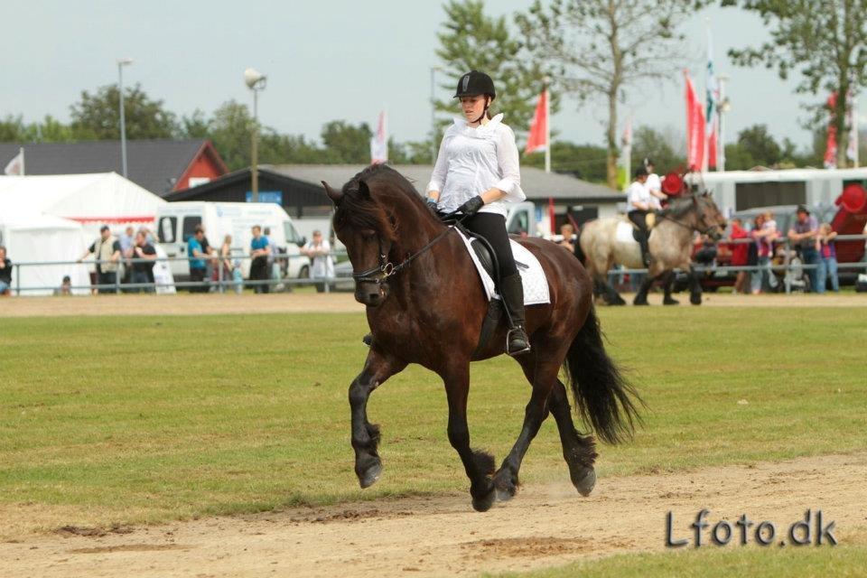 Frieser Waldemar von Inger-Marienlund - Waldemar og Eline til landsskue i Herning.. 2012.. billede 5