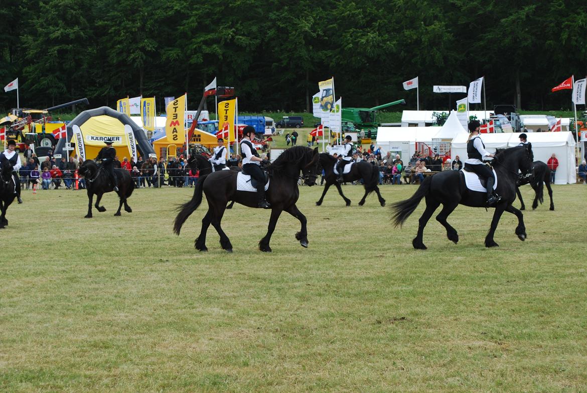 Frieser Waldemar von Inger-Marienlund - Show med Black Magic til Gl. Estrup 2012 billede 6