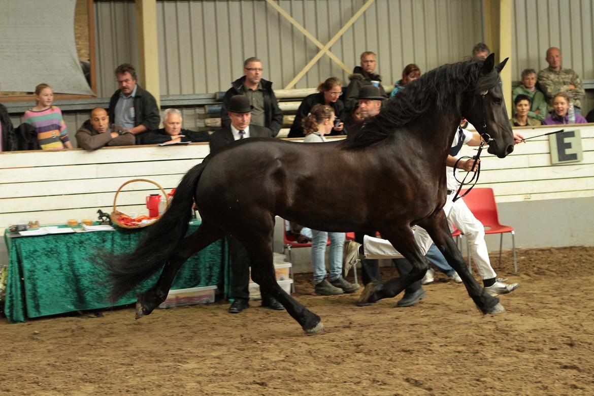 Frieser Paula von Inger-Marienlund, stb. 3. præmie - Paula til kåring vest 2011.. Billedet er taget af Lfoto billede 8