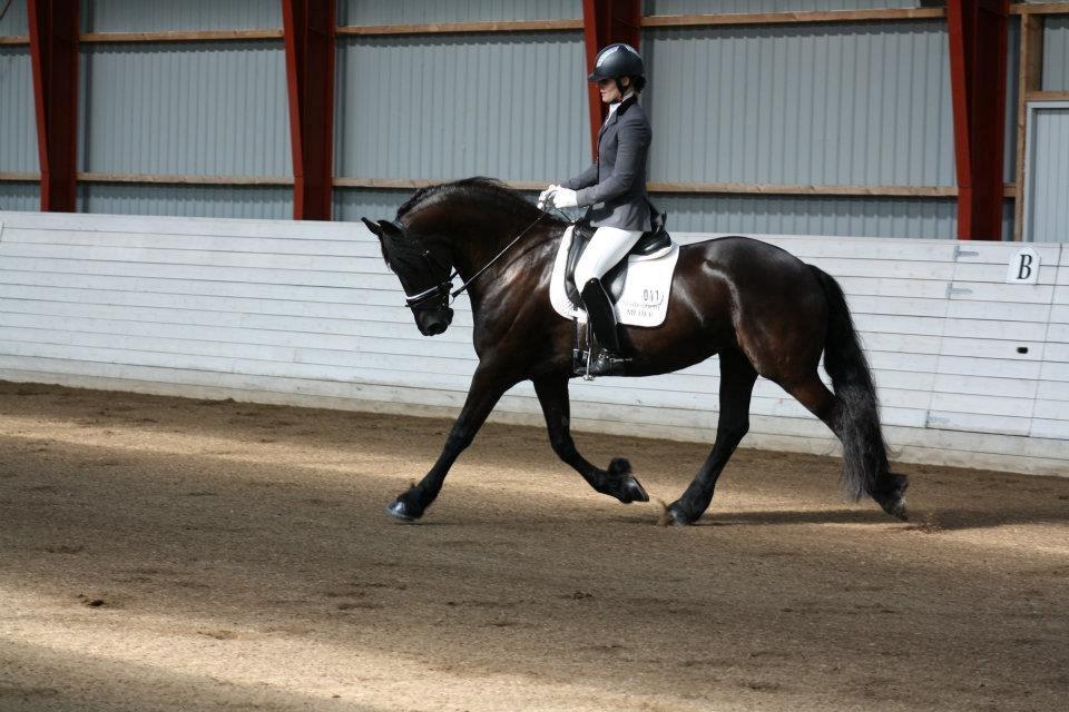 Frieser Paula von Inger-Marienlund, stb. 3. præmie - Paula rides af Ingeborg Klooster til IBOP.. Kåring øst 2012 billede 1