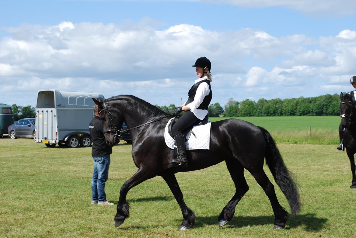 Frieser Mazandra von Inger-Marienlund, stb. STER - Mazandra og Sara til Gl. Estrup, - klar til show med Black Magic, - 2012 billede 1