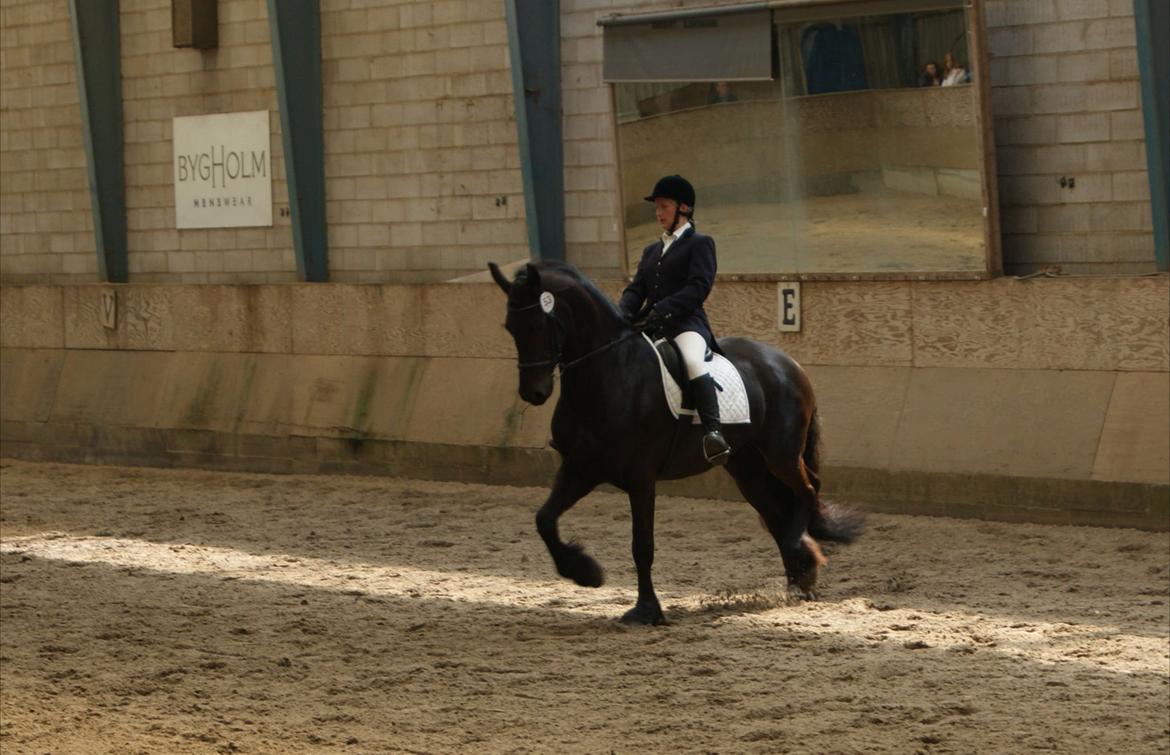 Frieser Mazandra von Inger-Marienlund, stb. STER - Mazandra og Sara, LC3 til åbenthus i frieser-foreningen..2012 billede 9