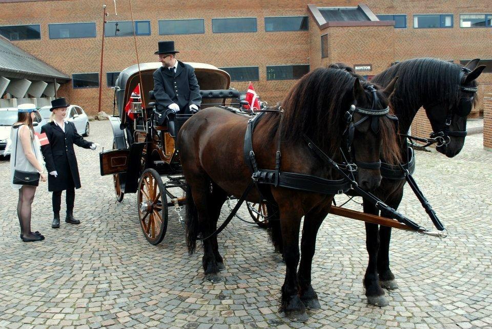 Frieser Mazandra von Inger-Marienlund, stb. STER - Waldemar og Mazandra til afhentning af student (Eline).. 2012 billede 11