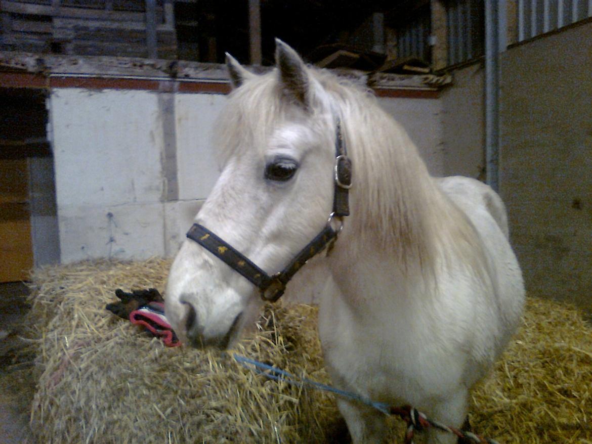 Welsh Pony (sec B) Zafir - Hvor står hun pænt i hendes halm boks :) hun har fået en anden boks. billede 9