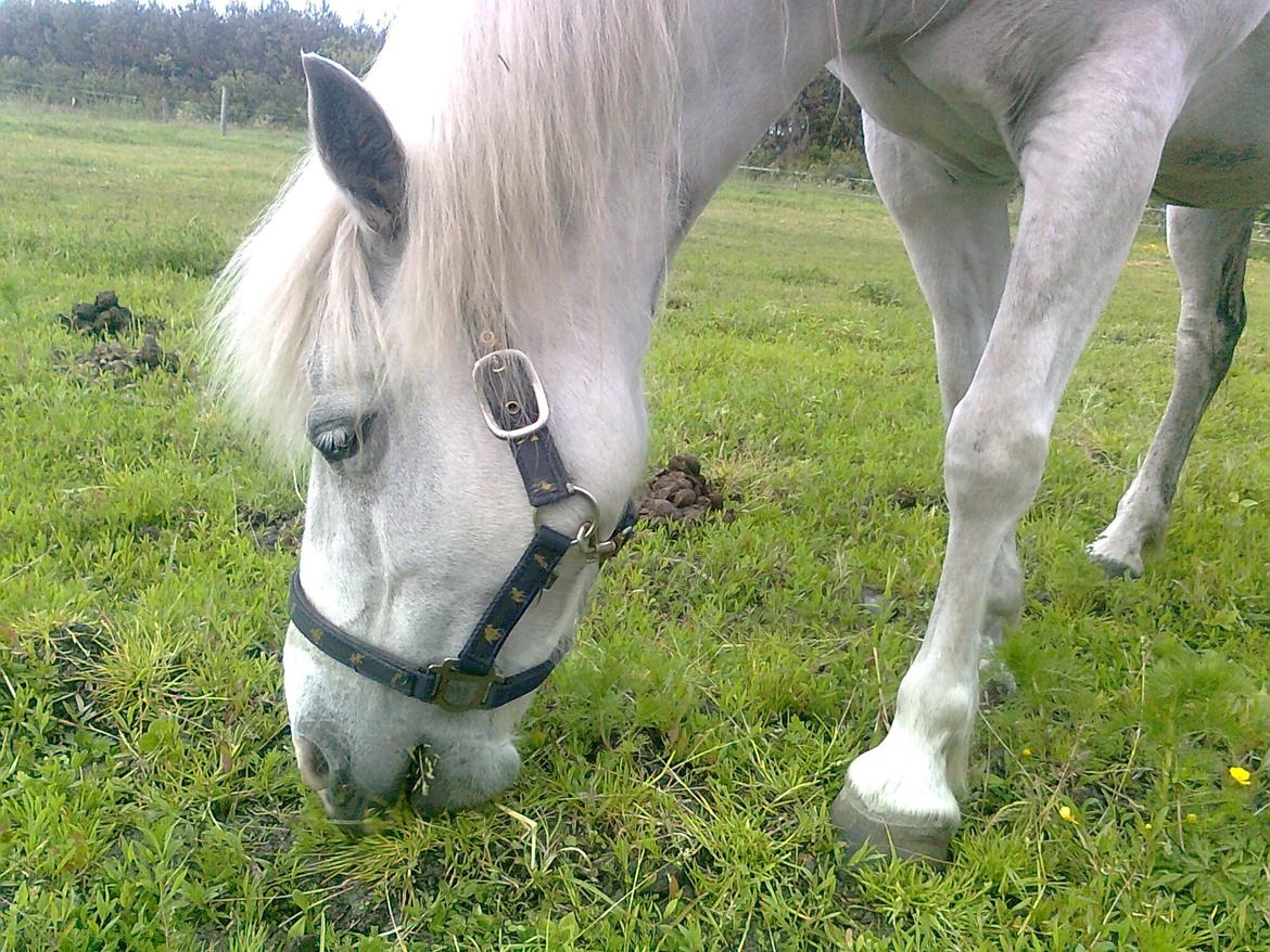 Welsh Pony (sec B) Zafir - Så er hun på fold. billede 10
