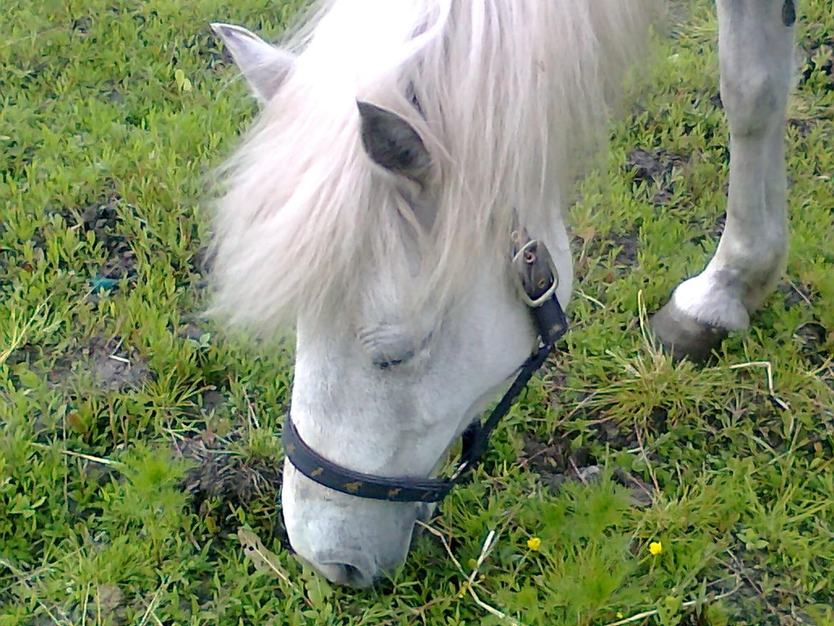 Welsh Pony (sec B) Zafir - Hun er stadig på fold. billede 11