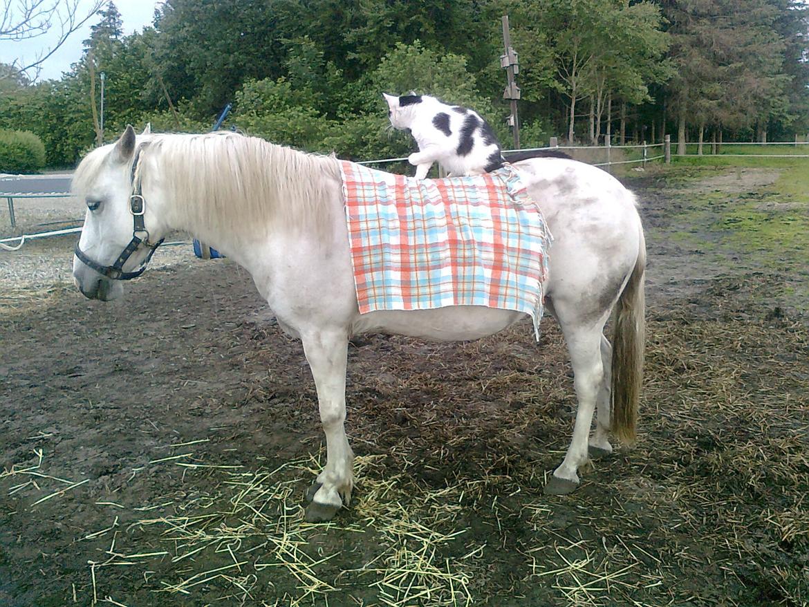 Welsh Pony (sec B) Zafir - Zafir og vores kat Stump ( sidst jeg vejede ham vejede han 7,2 kg. billede 12