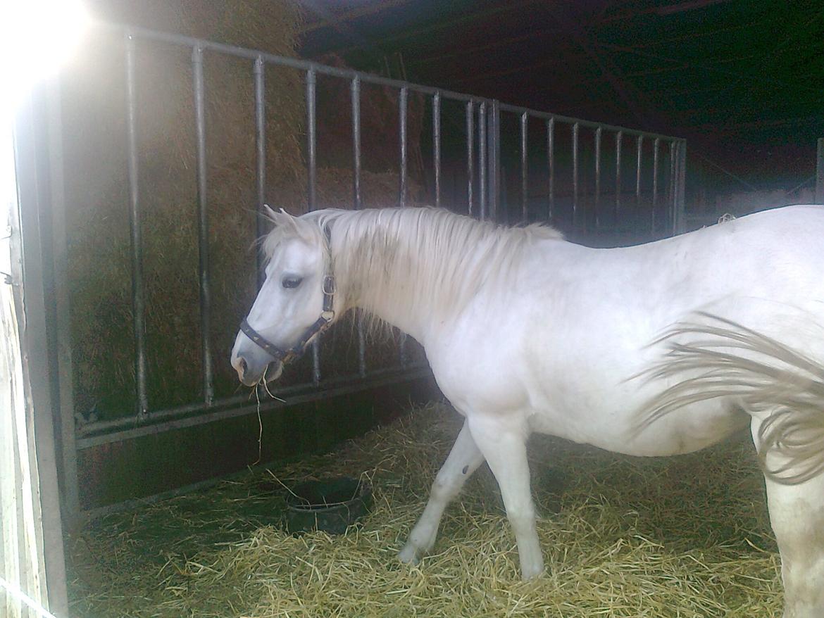 Welsh Pony (sec B) Zafir - Hun stod i vores løsdrift boks, fordi hun var halt. Hun skulle stå der i 14 dage og have medicin. Så jeg kunne ikke ride på hende. :( billede 16
