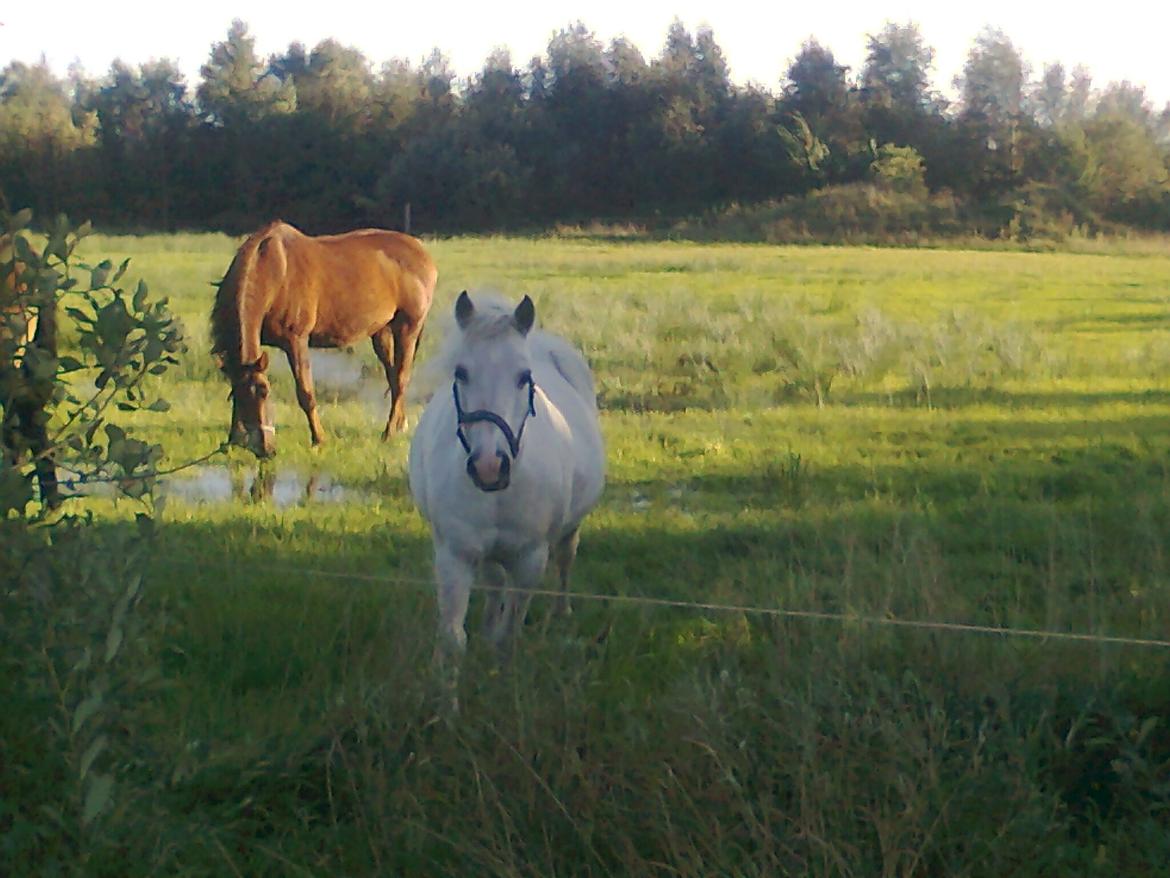 Welsh Pony (sec B) Zafir - Stadig på fold med de andre heste billede 17