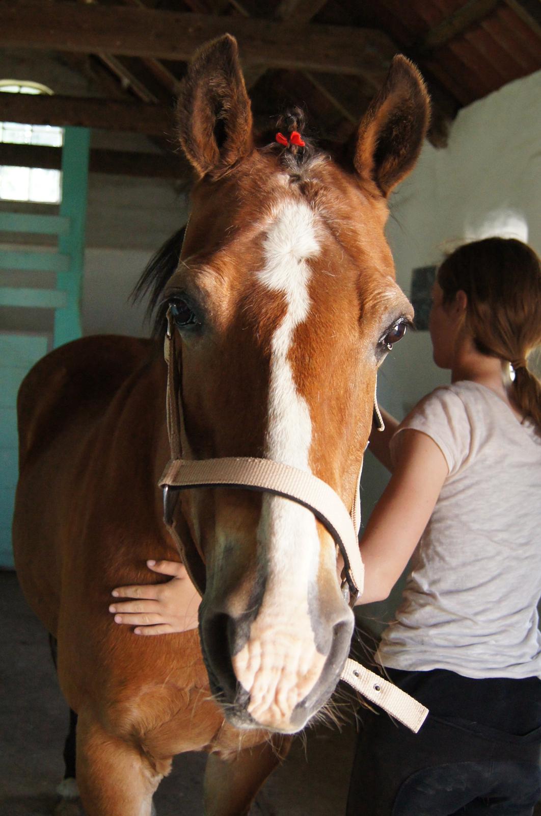 Welsh Cob (sec D) Greta (Passer) - Hygge i stalden med Onkel og pigerne <3 <3
~Foto~ Emma, tror jeg <3 billede 23