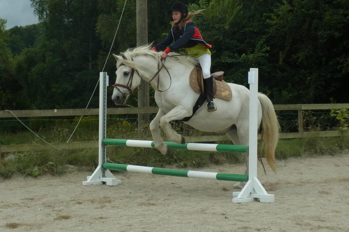 Anden særlig race Mikkel - 60 cm. billede 2