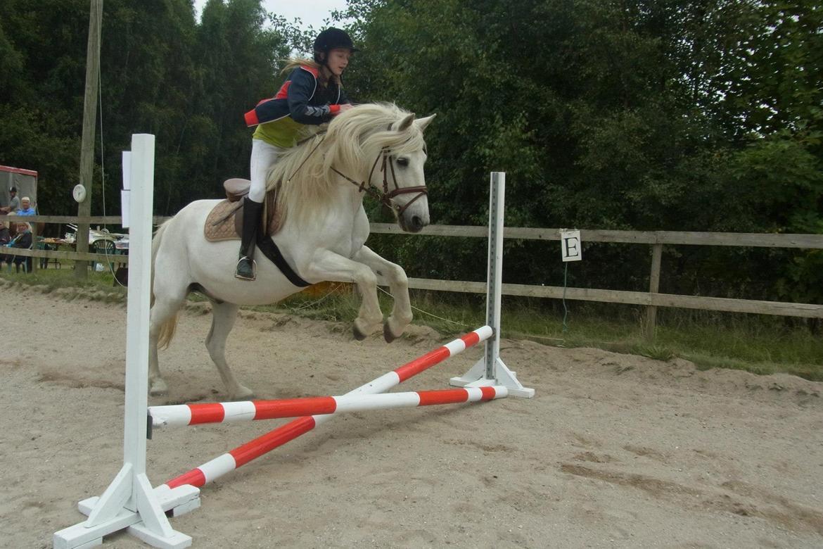 Anden særlig race Mikkel billede 3