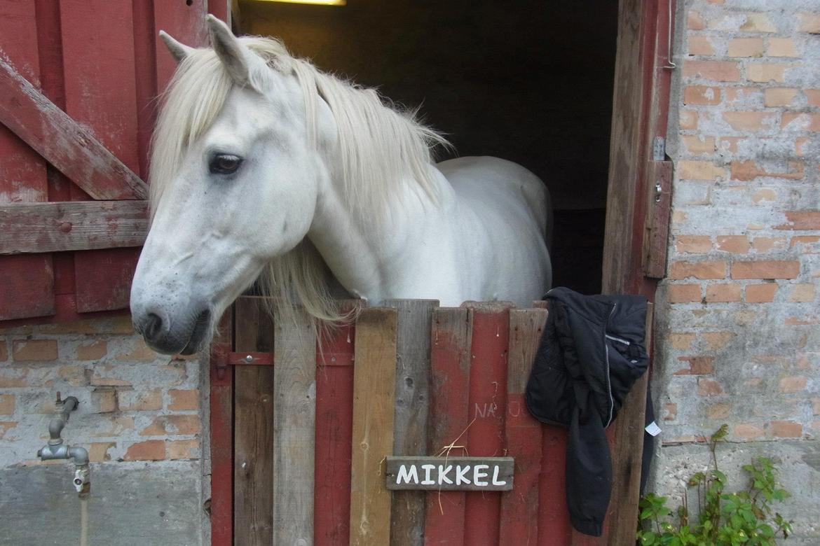 Anden særlig race Mikkel - Søde Mikkel.
 billede 4