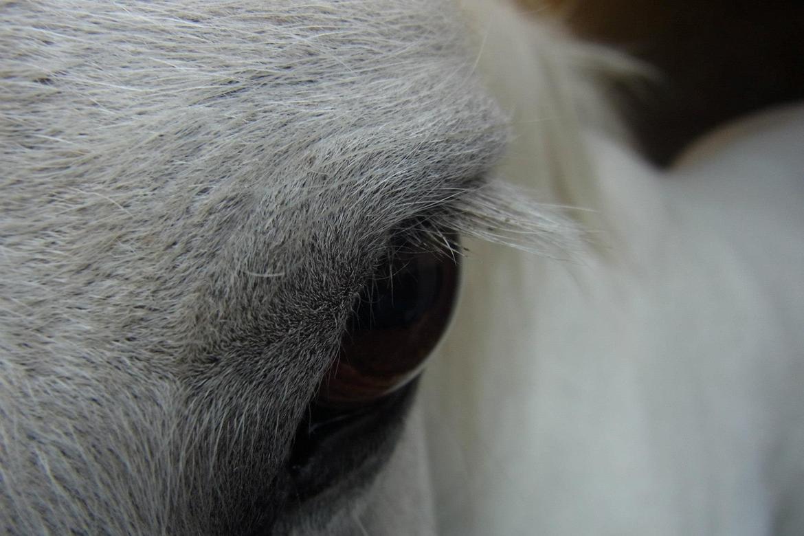 Anden særlig race Mikkel - Mikkels øje. billede 5