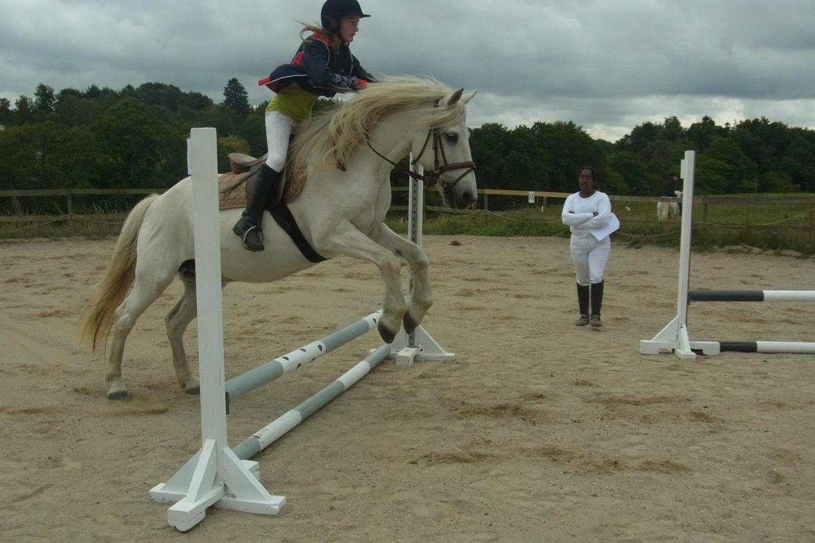 Anden særlig race Mikkel - 50 cm. billede 6