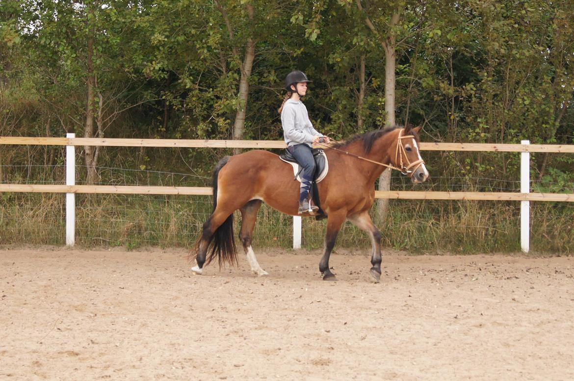 Welsh Cob (sec D) Greta (Passer) - I love you
2 day
2 morrow
4 ever!! <3
~Foto~ Inger :-) billede 30
