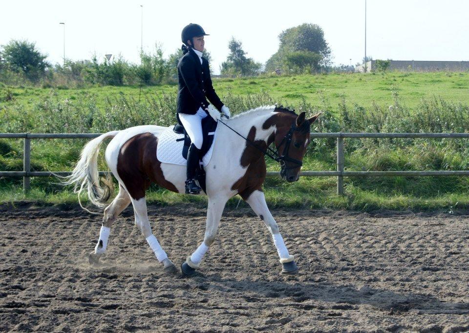 Pinto Lady billede 6