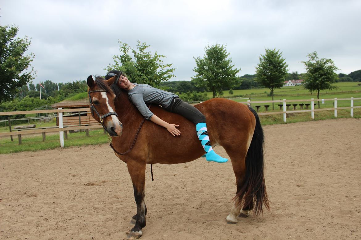 Welsh Cob (sec D) Greta (Passer) - You are the one for me <3 
~Foto~ Signe <3 billede 32