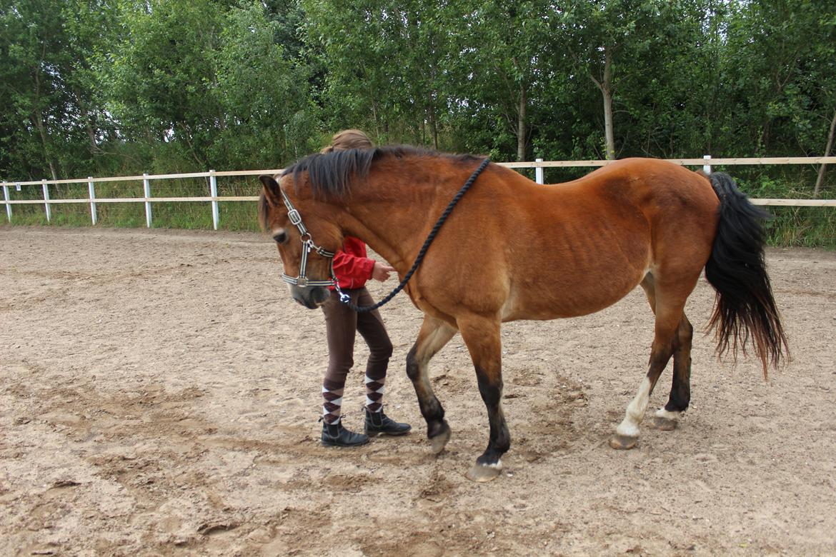 Welsh Cob (sec D) Greta (Passer) - Søde tøs<3<3
~Foto~ Signe <3 billede 21