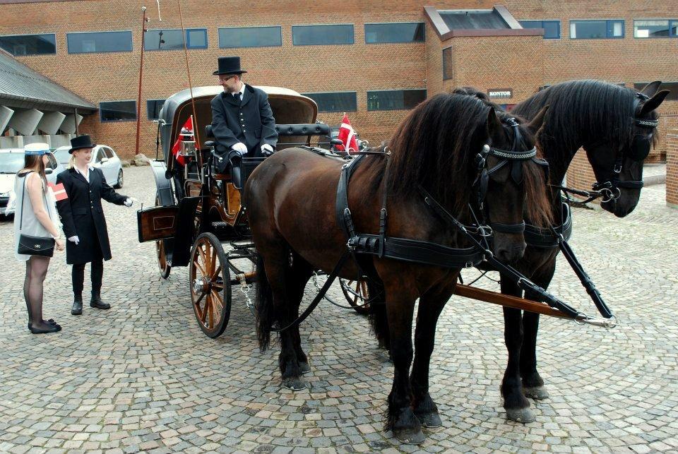 Frieser Waldemar von Inger-Marienlund - Afhentning af student, - Waldemars rytter, Eline.. Sommeren 2012 billede 11